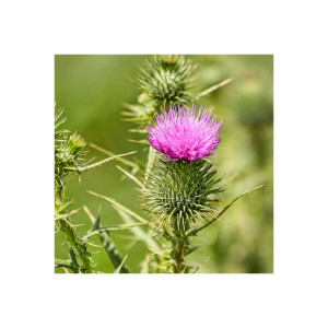Mariendistel